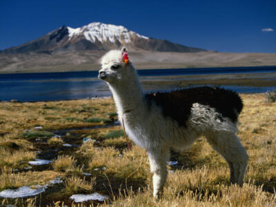 Altiplano Chileno - Tour Parque Nacional Lauca Chile