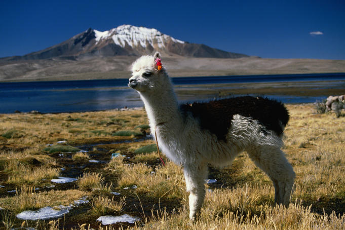 Altiplano Chileno - Tour Parque Nacional Lauca Chile