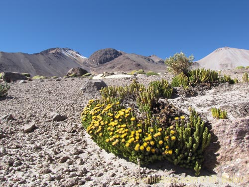 Flora del Altiplano Lago Chungará