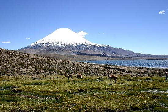 Parque Nacional Lauca, Chile - Tour Parque Nacional Lauca Chile