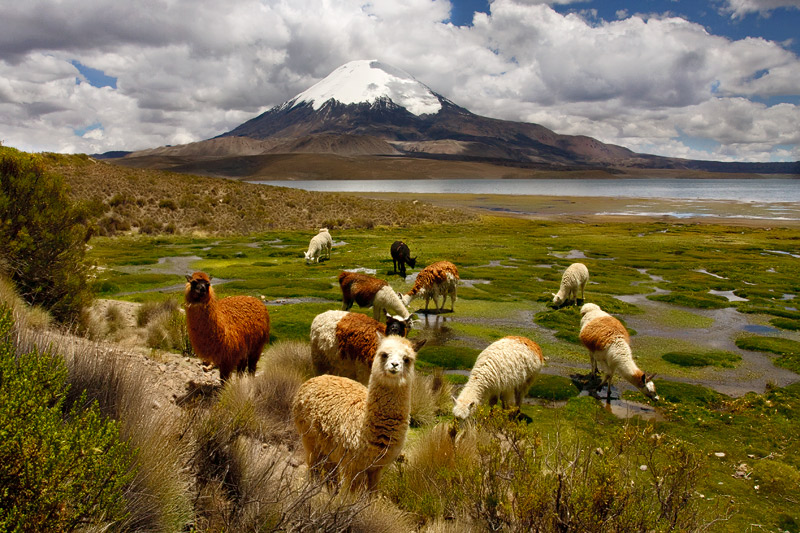 Parque Nacional Lauca Chile
