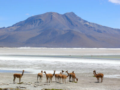 Salar de Surire Chile - Tour Parque Nacional Lauca Chile