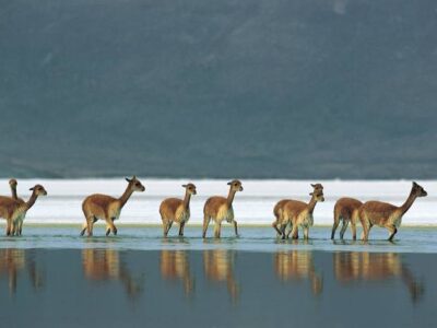 Vicuñas - Tour Parque Nacional Lauca Chile