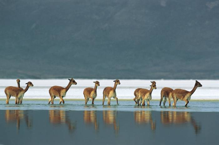 Vicuñas - Tour Parque Nacional Lauca Chile