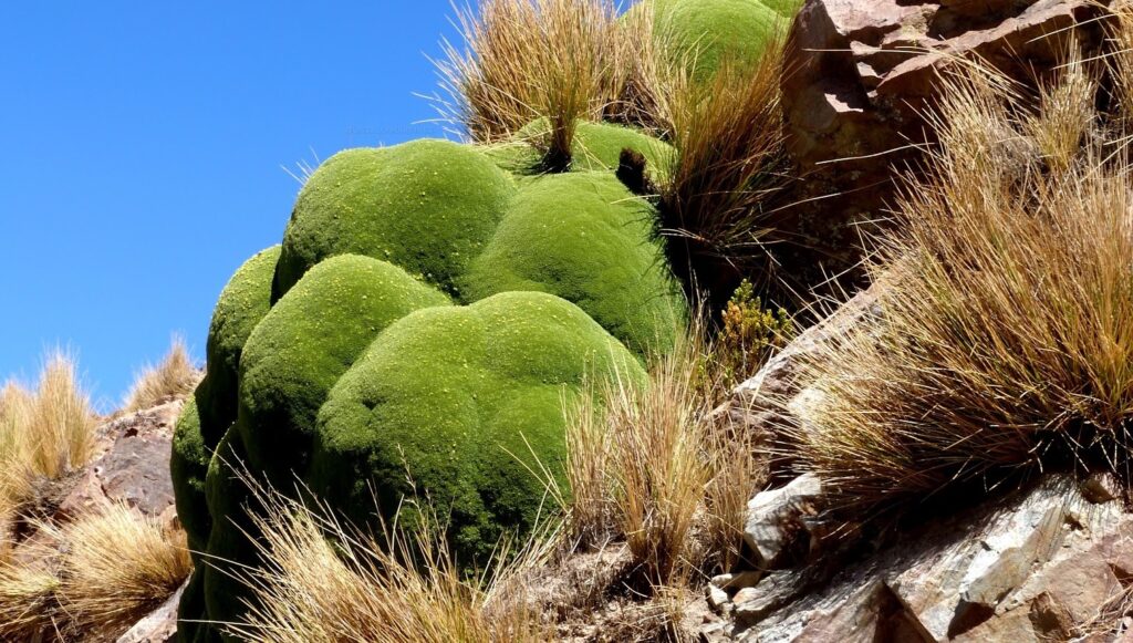 Yareta Parque Nacional Lauca Chile