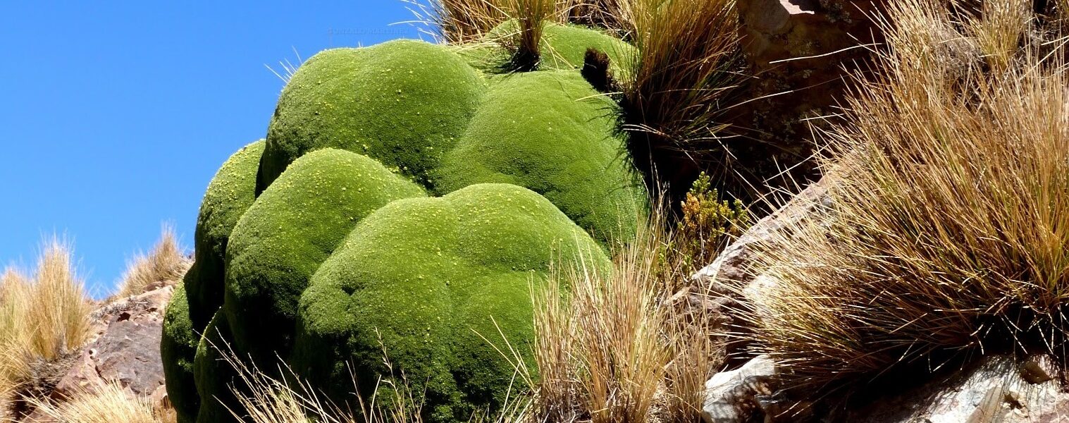 Yareta Parque Nacional Lauca Chile