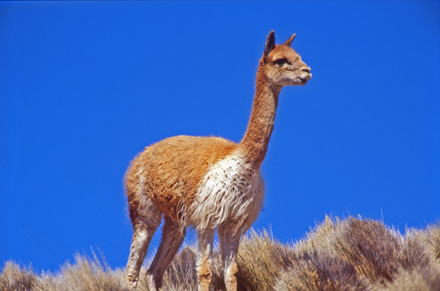 Vicuña - Tour Parque Nacional Lauca Chile